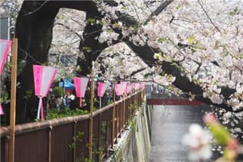 21年目黒イーストエリア 中目黒開催中止 目黒川の桜並木へのアクセスは 21年桜まつりや開花情報はここ いい日本再発見