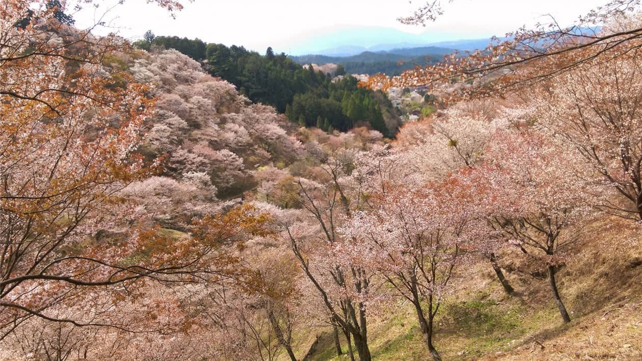 吉野山桜-min